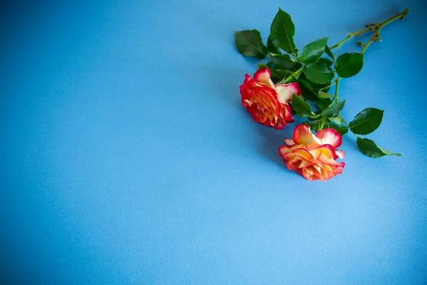 Rood Mooi Bloeiende Roos Geïsoleerd Blauwe Achtergrond — Stockfoto