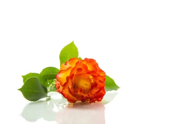 Vermelho Bela Flor Rosa Isolada Fundo Branco — Fotografia de Stock
