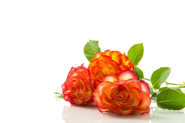 Červená Krásná Kvetoucí Růže Izolované Bílém Pozadí — Stock fotografie
