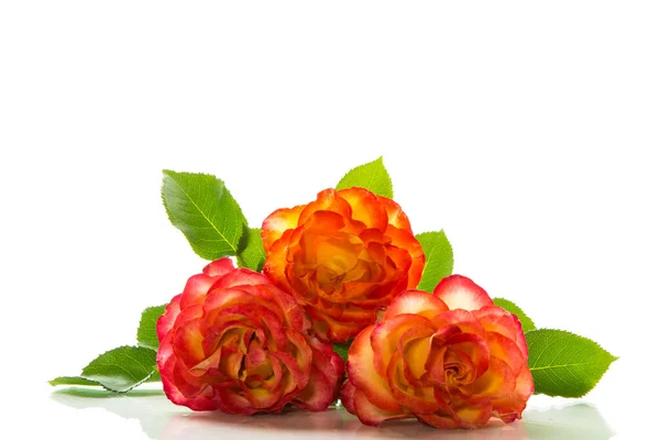 Rood Mooi Bloeiende Roos Geïsoleerd Witte Achtergrond — Stockfoto