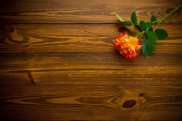 Jedna Czerwona Piękna Kwitnąca Róża Ciemnym Drewnianym Stole — Zdjęcie stockowe