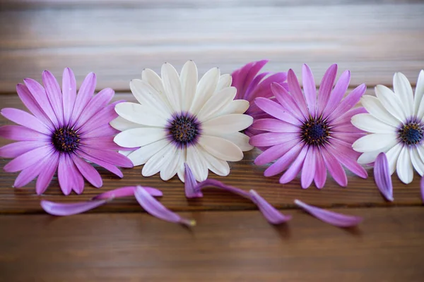 Красивые Белые Фиолетовые Цветы Osteospermum Деревянном Фоне — стоковое фото