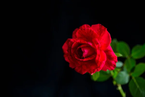 Цветы Красивой Цветущей Красной Розы Изолированы Черном Фоне — стоковое фото