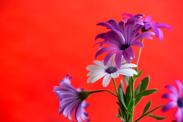 Bellissimi Fiori Osteospermum Bianchi Viola Isolati Sfondo Rosso — Foto Stock