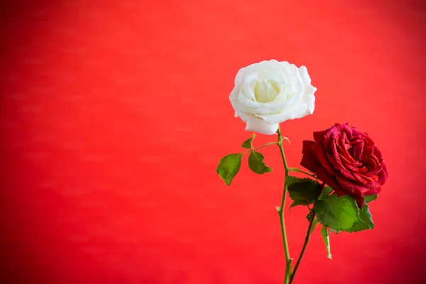 Λουλούδια Ενός Όμορφου Ανθισμένου Κόκκινου Και Λευκού Τριαντάφυλλου Απομονωμένα Κόκκινο — Φωτογραφία Αρχείου