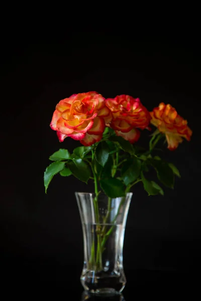 Blumen Der Schönen Blühenden Roten Rose Isoliert Auf Schwarzem Hintergrund — Stockfoto