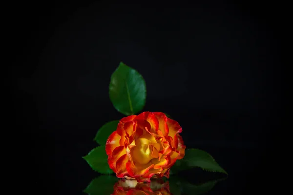 Fleurs Belle Fleur Rose Rouge Isolé Sur Fond Noir — Photo