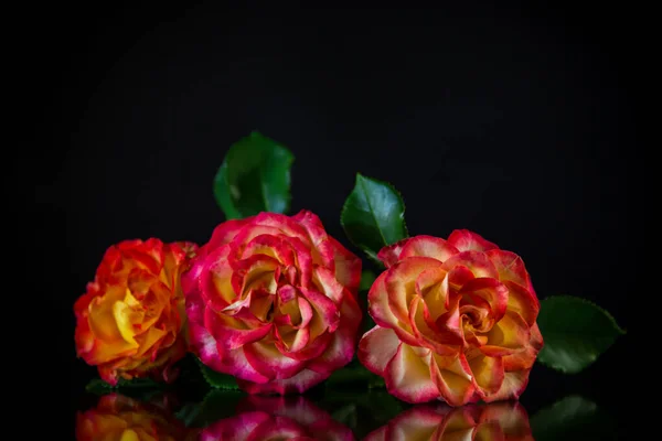 Flores Bela Rosa Vermelha Florescendo Isolado Fundo Preto — Fotografia de Stock