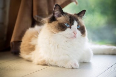 Evinde, mavi gözlü, güzel, beyaz, safkan Ragdoll bebeği..