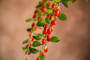 Soyut kahverengi arka planda olgun kırmızı goji üzümlü dal