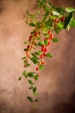 Soyut kahverengi arka planda olgun kırmızı goji üzümlü dal