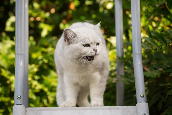 Eine Erwachsene Katze Der Rasse Scottish Chinchilla Von Hellgrauer Farbe Stockbild