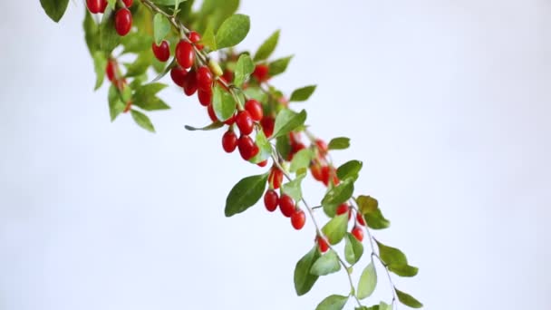 Branch Ripe Red Goji Berry Abstract Grey Background — Stock Video