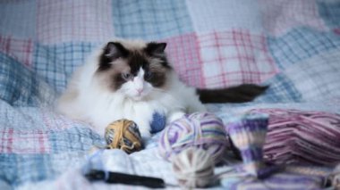 Colored threads, knitting needles and other items for hand knitting and a cute domestic cat Ragdoll on the bed.