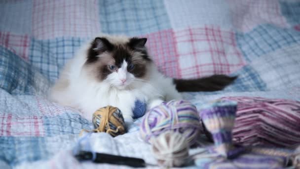 有色线 针织针织和其他手工针织用品 床上有一只可爱的家猫拉格娃娃 — 图库视频影像