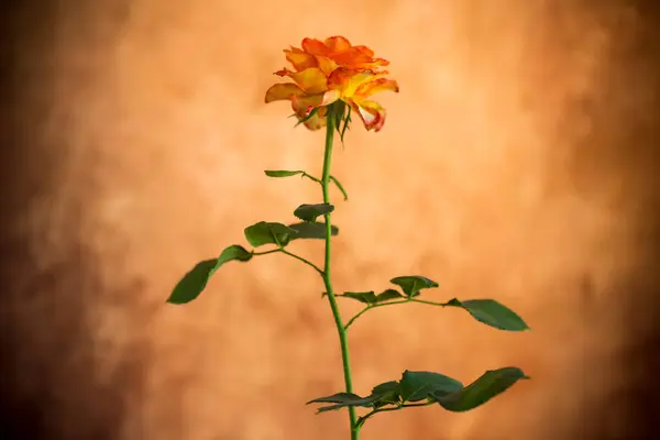 Bloemen Van Mooie Bloeiende Gele Roos Abstracte Bruine Achtergrond — Stockfoto