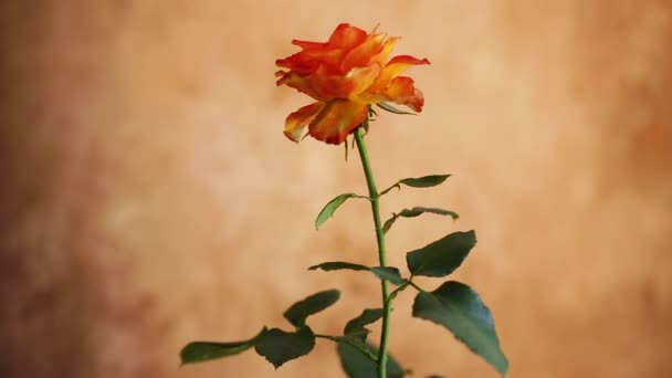 Квіти Красивої Квітучої Жовтої Троянди Абстрактному Коричневому Фоні — стокове відео