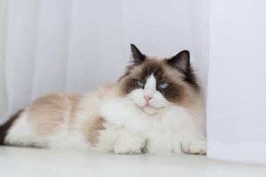 Evinde, mavi gözlü, güzel, beyaz, safkan Ragdoll bebeği..