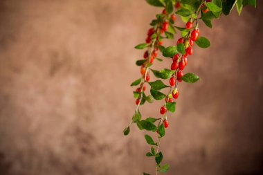 Soyut kahverengi arka planda olgun kırmızı goji üzümlü dal