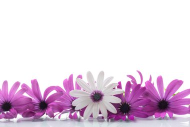 Güzel beyaz ve mor Osteospermum çiçekleri, beyaz arka planda izole edilmiş.