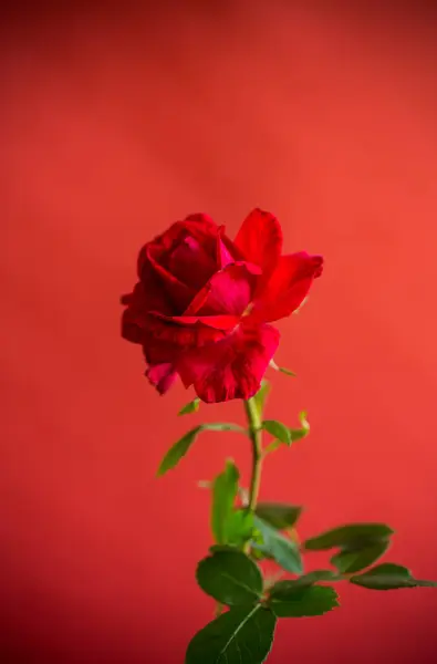 Bloemen Van Mooie Bloeiende Rode Roos Geïsoleerd Rode Achtergrond — Stockfoto