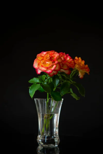 Λουλούδια Του Όμορφου Ανθισμένου Κόκκινου Τριαντάφυλλου Απομονωμένα Μαύρο Φόντο Φωτογραφία Αρχείου