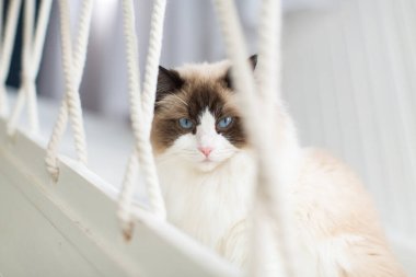 Evinde, mavi gözlü, güzel, beyaz, safkan Ragdoll bebeği..