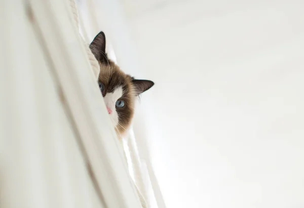 Hermosa Joven Blanco Pura Raza Ragdoll Gato Con Ojos Azules — Foto de Stock
