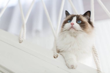 Evinde, mavi gözlü, güzel, beyaz, safkan Ragdoll bebeği..