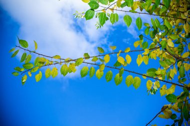 Sonbahar sarı yaprakları ılık bir sonbahar gününde mavi gökyüzüne karşı.