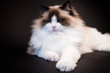 Güzel, sağlıklı Ragdoll kedisi siyah bir arka planda izole edilmiş. Yüksek kalite fotoğraf