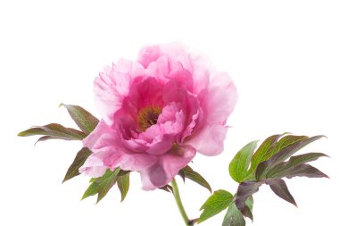 Beyaz arka planda izole edilmiş güzel, büyük, pembe bir ağaç şakayığı çiçeği.