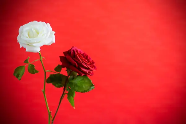 Flowers of a beautiful blooming red and white rose isolated on a red background.