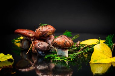 Siyah arka planda yaprakları, dalları ve köknar ağaçları olan orman mantarları