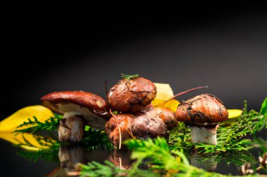 Siyah arka planda yaprakları, dalları ve köknar ağaçları olan orman mantarları