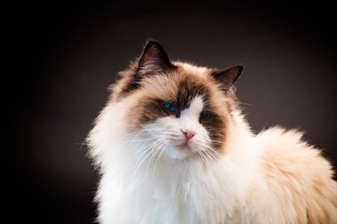 Güzel, sağlıklı Ragdoll kedisi siyah bir arka planda izole edilmiş. Yüksek kalite fotoğraf