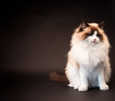 Güzel, sağlıklı Ragdoll kedisi siyah bir arka planda izole edilmiş. Yüksek kalite fotoğraf