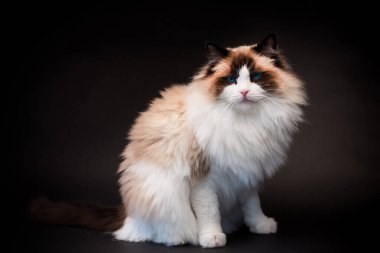 Güzel, sağlıklı Ragdoll kedisi siyah bir arka planda izole edilmiş. Yüksek kalite fotoğraf