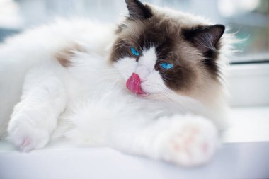 Evinde, mavi gözlü, güzel, beyaz, safkan Ragdoll bebeği..