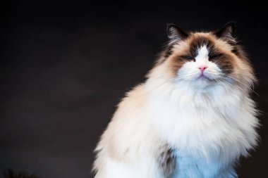 Güzel, sağlıklı Ragdoll kedisi siyah bir arka planda izole edilmiş. Yüksek kalite fotoğraf