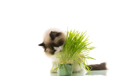 Bir Ragdoll kedisi, beyaz bir arka planda izole edilmiş plastik bir tencereden ot yer..