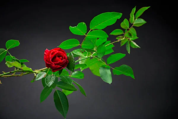Piros Rózsa Egy Ágon Lombozat Elszigetelt Fekete Háttér Stock Kép
