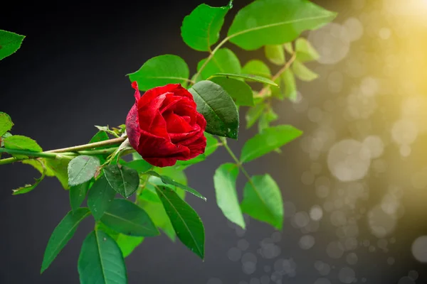 黒い抽象的な背景に葉を持つ枝の上に赤いバラ — ストック写真