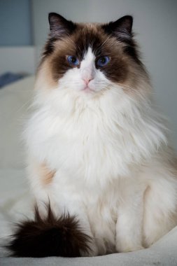 Evdeki yatağın üzerinde mavi gözlü, güzel, beyaz, safkan Ragdoll bebeği..