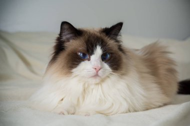 Evdeki yatağın üzerinde mavi gözlü, güzel, beyaz, safkan Ragdoll bebeği..