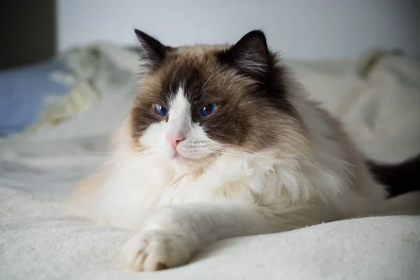 Όμορφη Νεαρή Λευκή Καθαρόαιμη Ragdoll Γάτα Μπλε Μάτια Στο Κρεβάτι Εικόνα Αρχείου