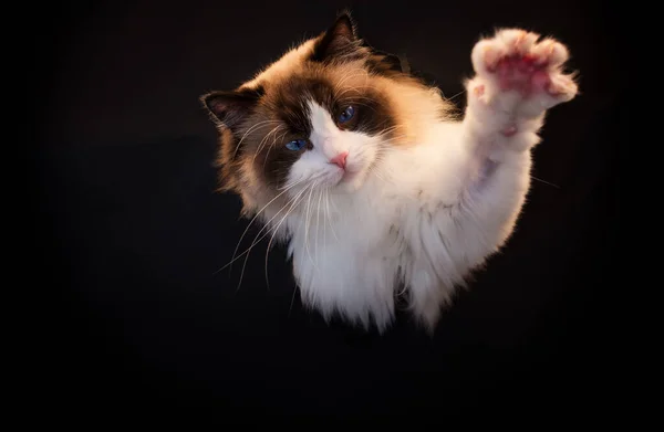 Beautiful Young Healthy Ragdoll Cat Isolated Black Background High Quality Stock Picture
