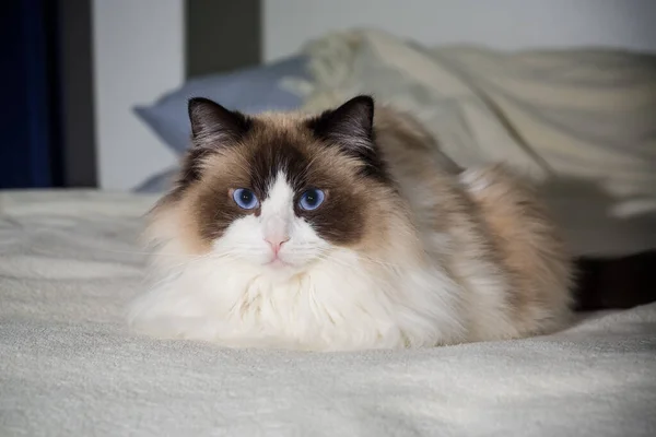 Ragdoll 고양이 집에서 침대에 로열티 프리 스톡 사진
