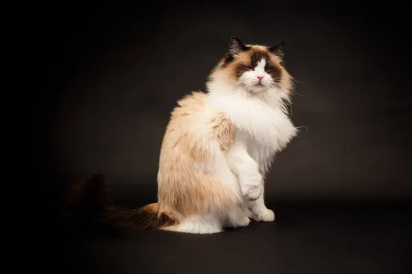 Beautiful Young Healthy Ragdoll Cat Isolated Black Background High Quality Stock Photo