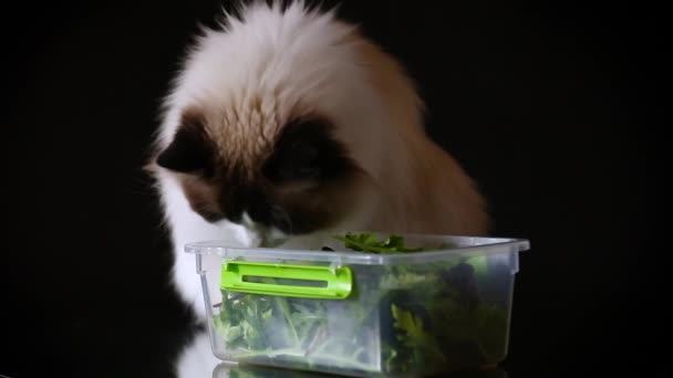 Γάτα Τρώει Χόρτα Καθαρόαιμο Ragdoll Γάτα Απομονώνονται Μαύρο Φόντο — Αρχείο Βίντεο